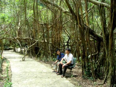 Cây[-]si[-]mọc[-]lan[-]rộng,[-]dính[-]với[-]nhau[-]như[-]mạng[-]nhện[-]